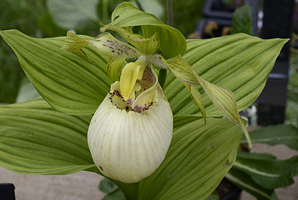 Lan hài Cypripedium fasciolatum