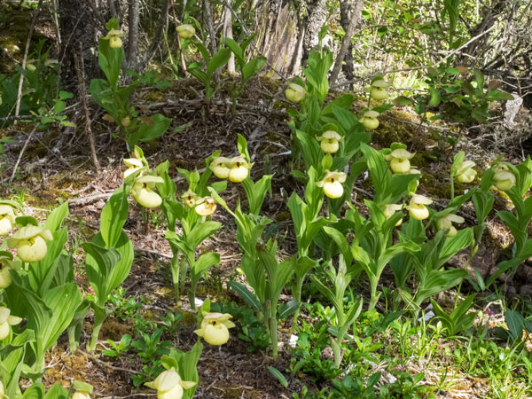 Lan hài Cypripedium flavum