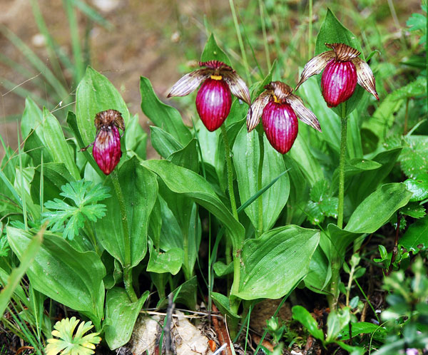 Lan hài Cypripedium himalaicum