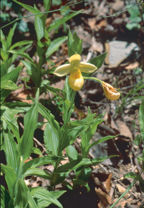 Lan hài Cypripedium irapeanum