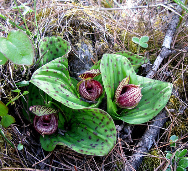 Lan hài Cypripedium margaritaceum