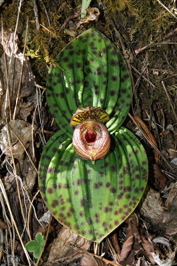 Lan hài Cypripedium margaritaceum