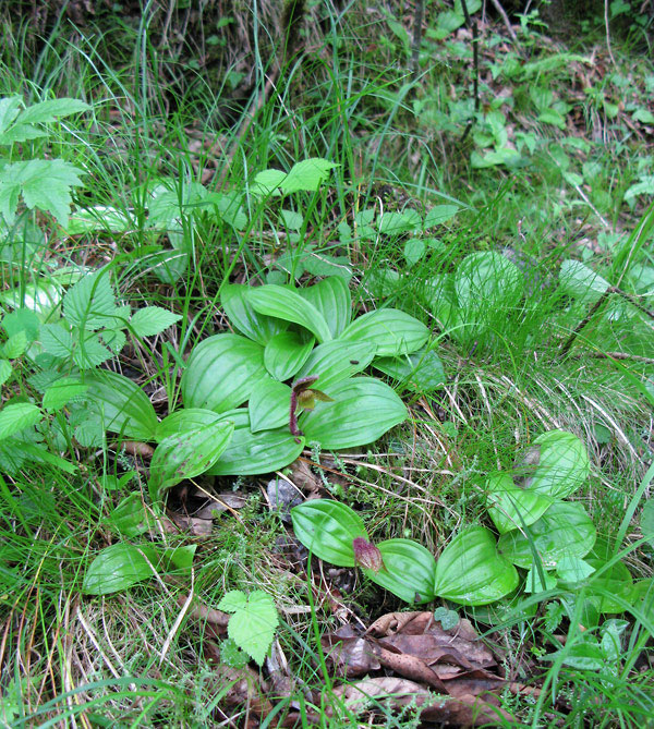 Lan hài Cypripedium micranthum