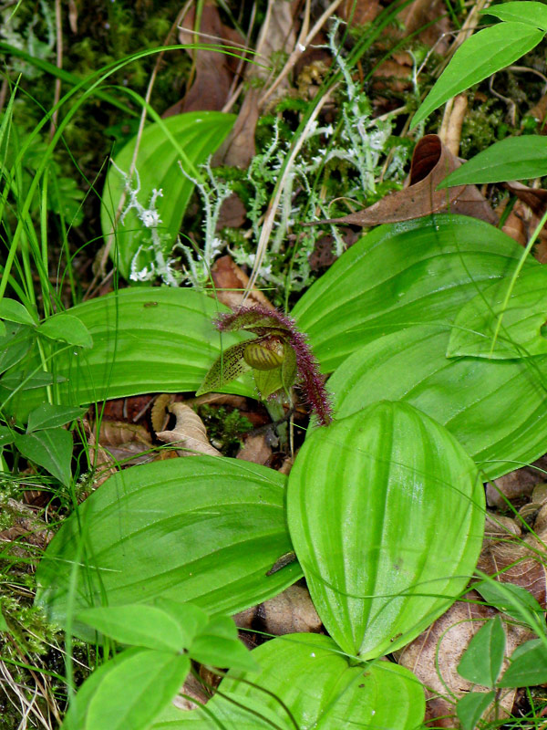 Lan hài Cypripedium micranthum