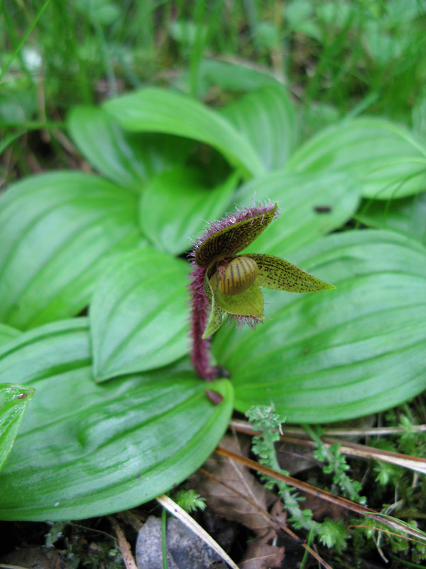 Lan hài Cypripedium micranthum