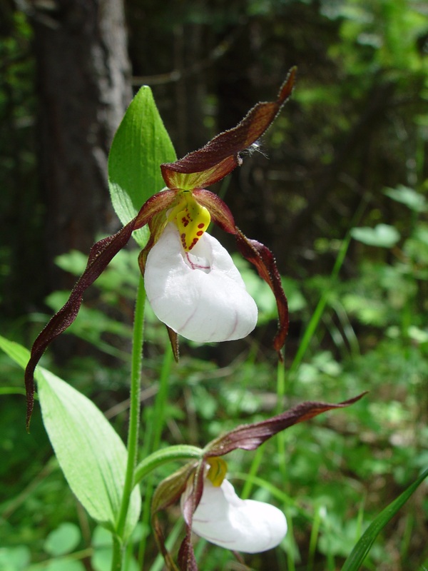 Lan hài Cypripedium montanum