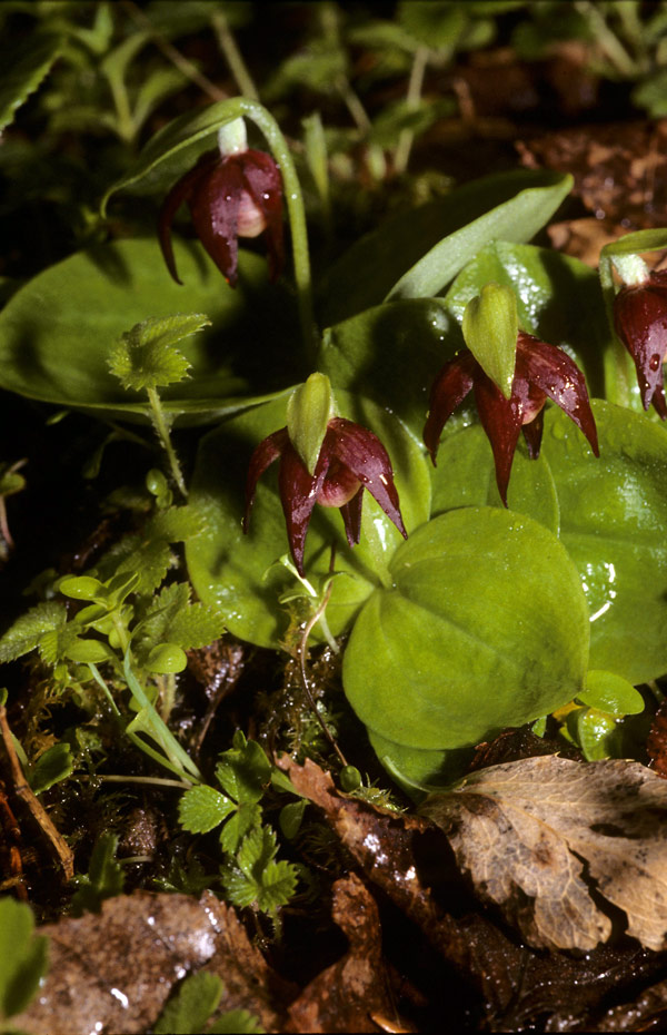 Lan hài Cypripedium palangshanense