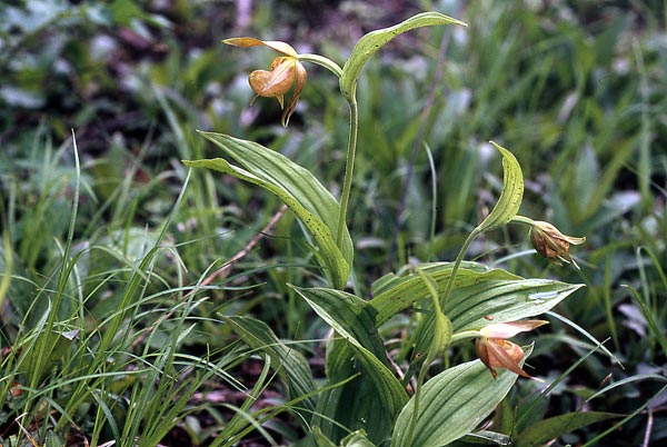 Lan hài Cypripedium shanxiense