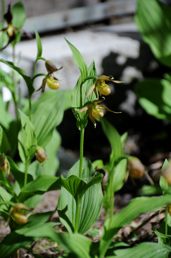 Lan hài Cypripedium shanxiense