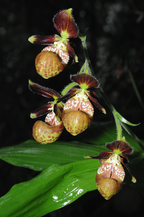 Lan hài Cypripedium subtropicum