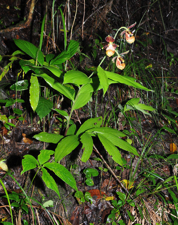 Lan hài Cypripedium subtropicum