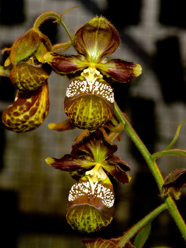 Lan hài Cypripedium subtropicum