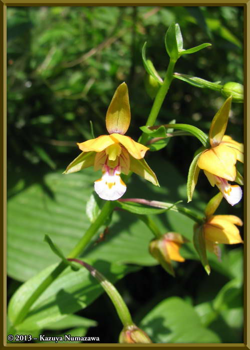 Cypripedium thunbergii