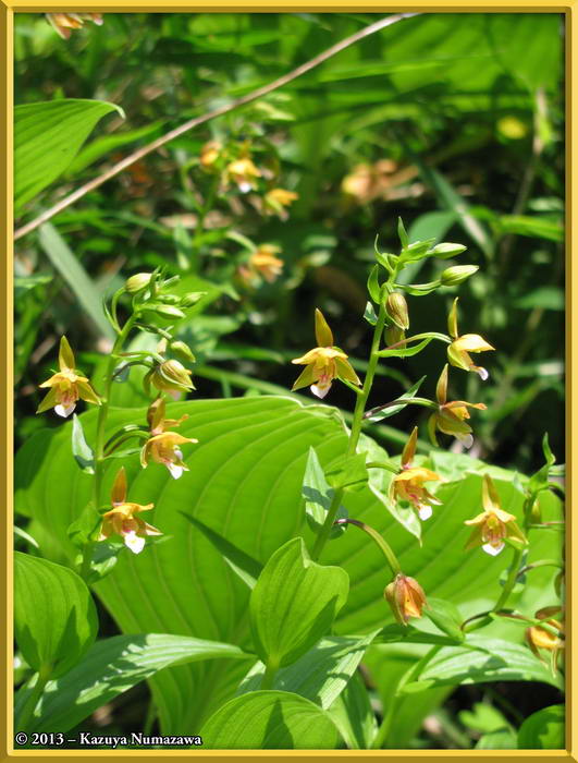 Cypripedium thunbergii