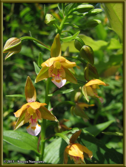 Cypripedium thunbergii