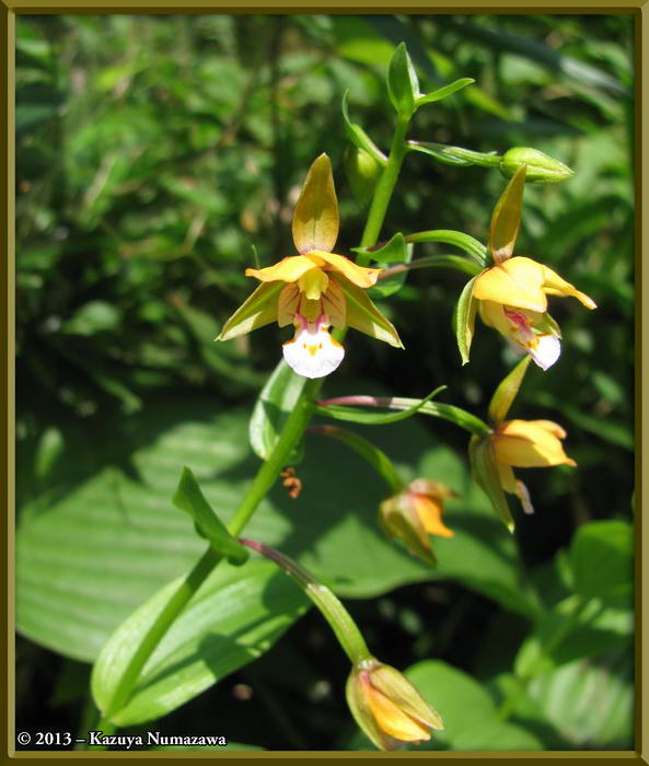 Cypripedium thunbergii