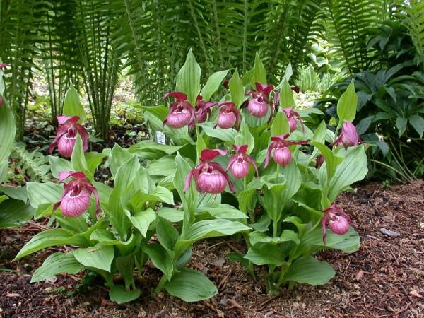 Lan hài Cypripedium ventricosum