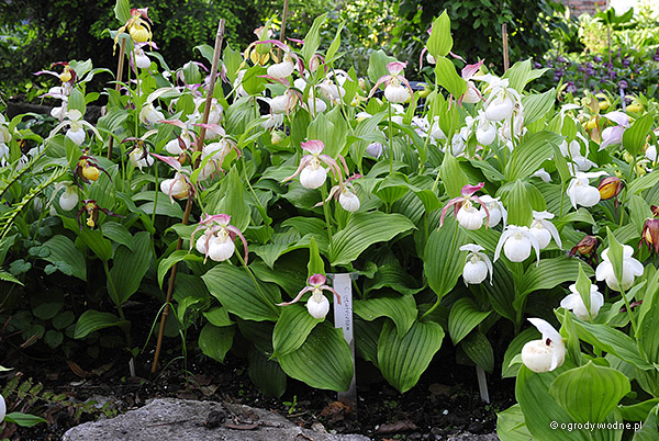 Lan hài Cypripedium ventricosum