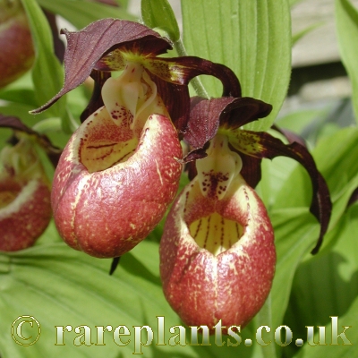 Lan hài Cypripedium microsaccus x Cypripedium kentuckiense