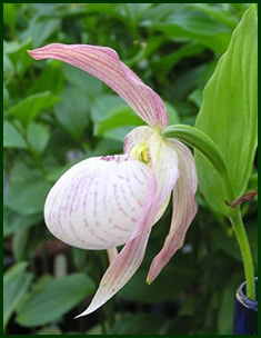 Lan hài Cypripedium wilsoni