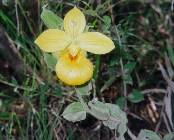 Lan hài Cypripedium dickinsonianum