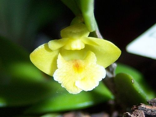 Dendrobium anceps - Hoàng thảo móng rùa