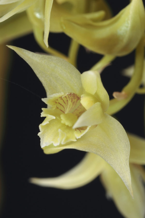 Dendrobium monticola P.F. Hunt et Summerh., 1961