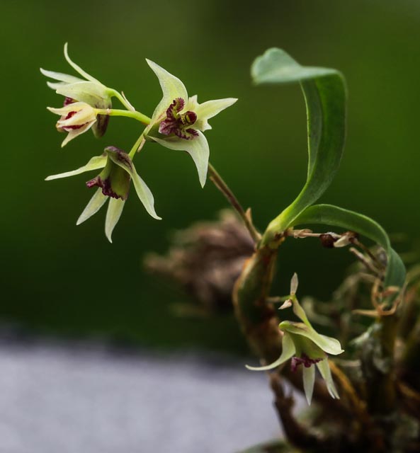 Dendrobium monticola P.F. Hunt et Summerh., 1961