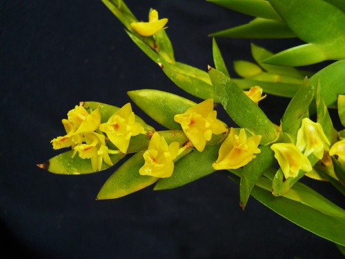 Dendrobium anceps - Hoàng thảo móng rùa