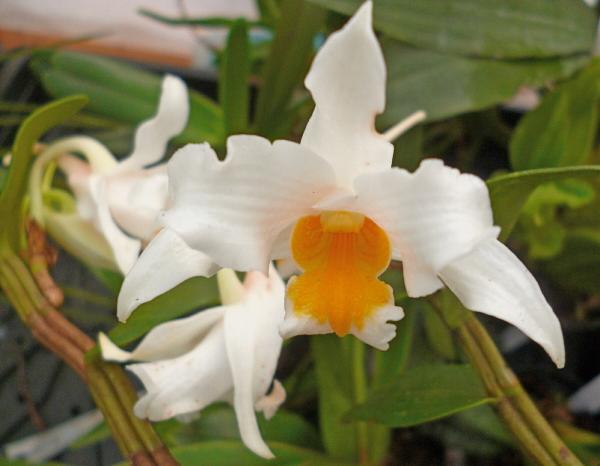 Dendrobium roseiodorum, Dendrobium kontumense