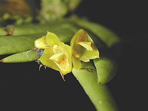 Lan Hoàng thảo đỏ - Dendrobium concinnum