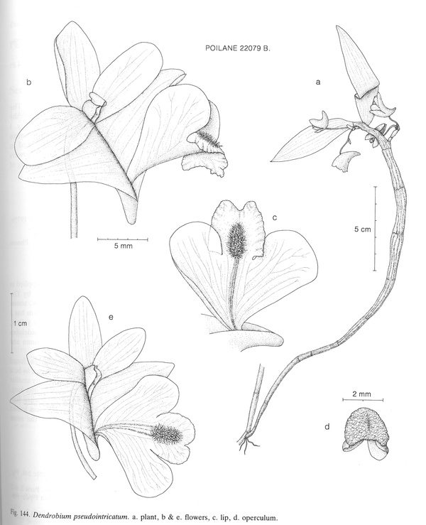 Dendrobium pseudointricatum