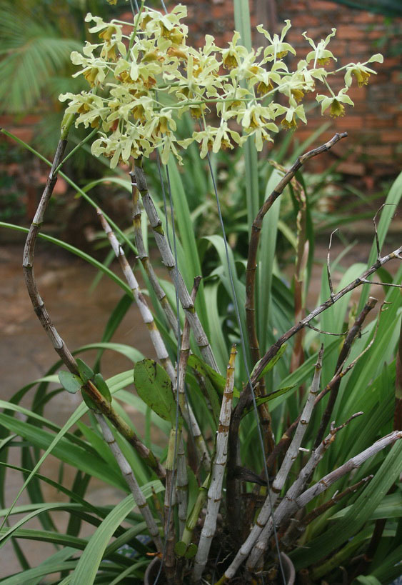 Dendrobium simondii - Hoàng thảo nam bộ