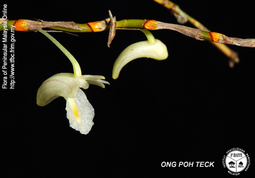 Dendrobium acerosum