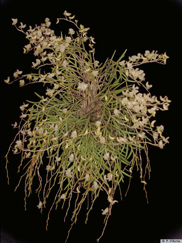 Dendrobium acerosum