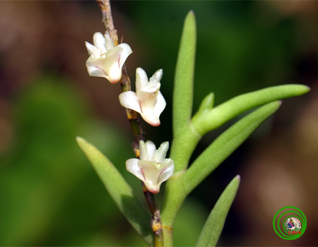 Lan Mắt trúc - Dendrobium dalatense - Hoàng thảo đà lạt