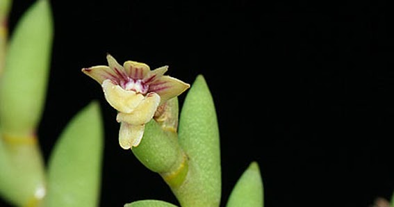 Hoàng thảo Đắc min - Dendrobium indivisum