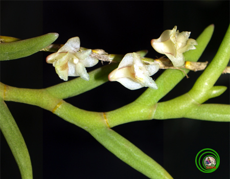 Lan Mắt trúc - Dendrobium dalatense - Hoàng thảo đà lạt