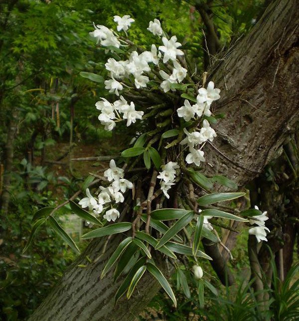 Hoàng thảo Ngọc trúc - Dendrobium moniliforme