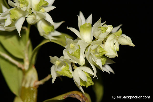 Dendrobium compactum