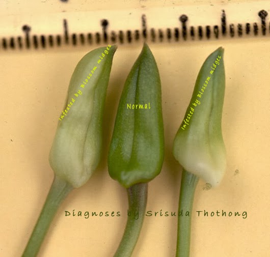 How to prevent and treat atrophy of young buds on dendrobium orchids