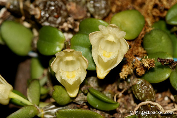 Dendrobium pachyphyllum