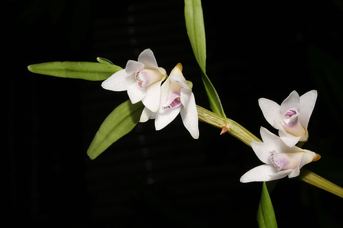 Dendrobium metrium Kraenzl