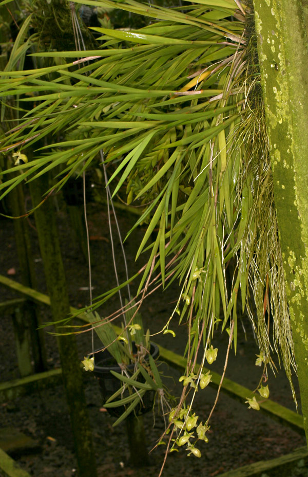 Dendrobium acaciifolium