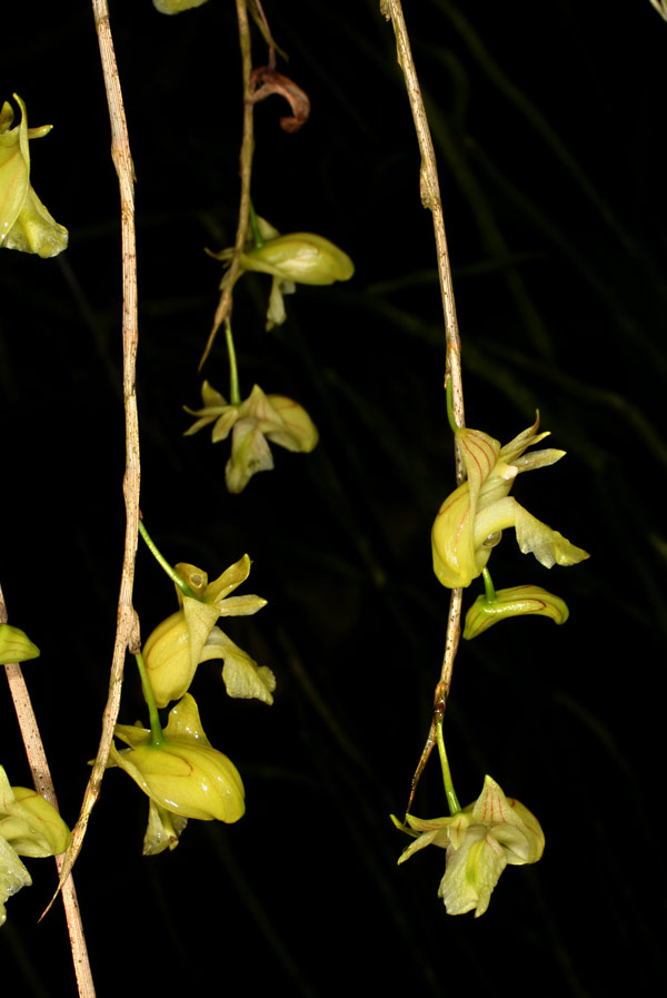 Dendrobium acaciifolium