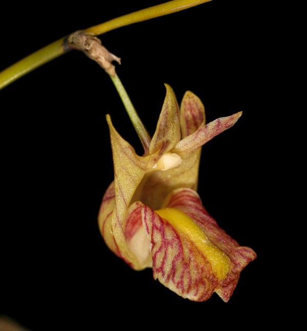 Dendrobium acaciifolium