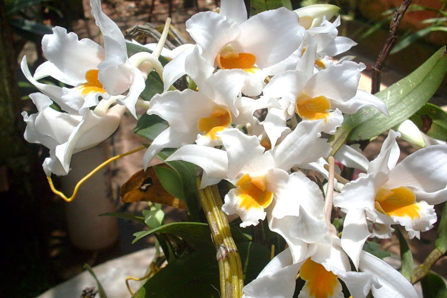 Hoàng thảo Kontum - Dendrobium kontumense
