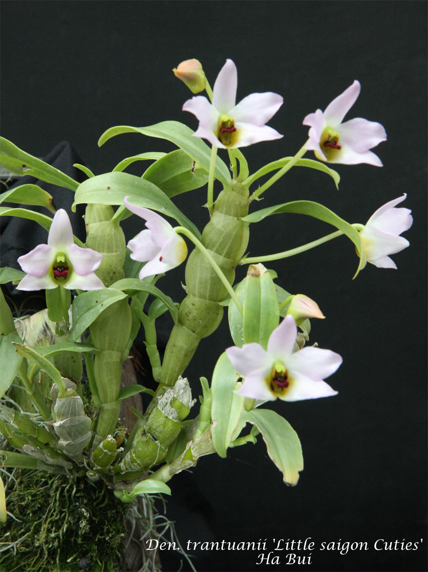 Dendrobium tuananhii - hoàng thảo Tuấn Anh