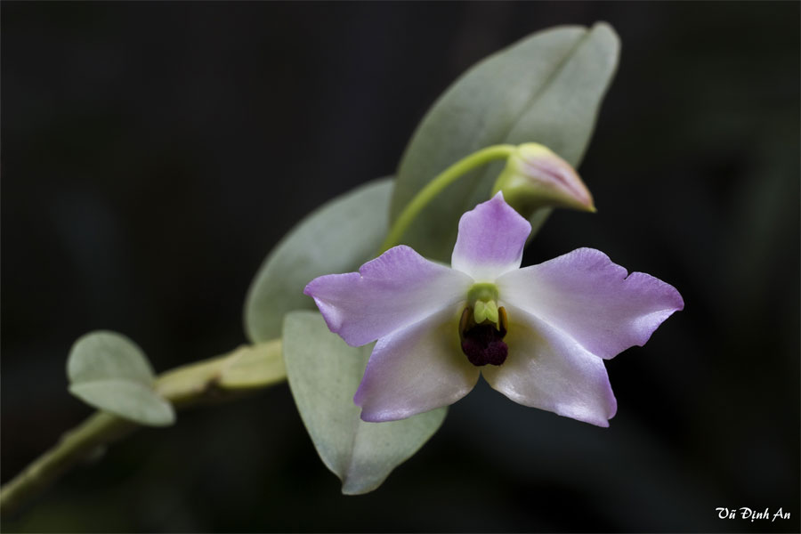 Dendrobium tuananhii - hoàng thảo Tuấn Anh