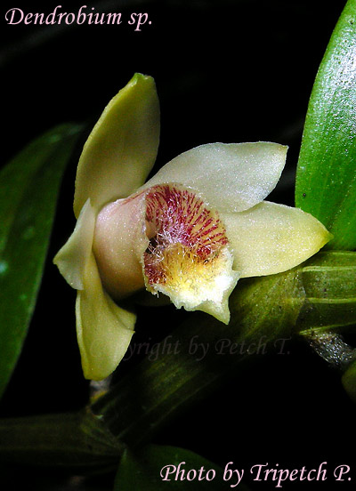 Dendrobium ciliatilabellum